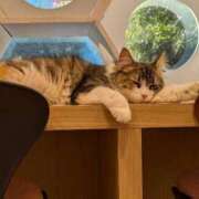 ヒメ日記 2025/05/03 19:42 投稿 陽美-はるみ- 人妻倶楽部 花椿北上店