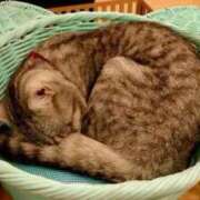 ヒメ日記 2025/11/26 07:45 投稿 めろでぃ サンキュー仙台店