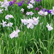 ヒメ日記 2025/06/30 05:25 投稿 くみん サンキュー仙台店