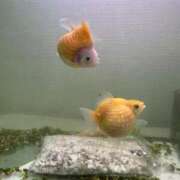 ヒメ日記 2025/06/09 11:24 投稿 北条みき 五十路マダム 岐阜店