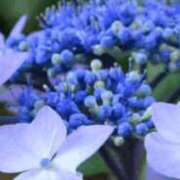 ヒメ日記 2025/06/20 14:46 投稿 北条みき 五十路マダム 岐阜店