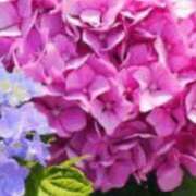 ヒメ日記 2025/06/21 15:08 投稿 北条みき 五十路マダム 岐阜店