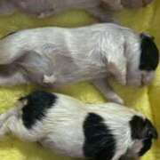 ヒメ日記 2025/07/11 08:30 投稿 北条みき 五十路マダム 岐阜店