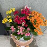 ヒメ日記 2025/07/23 16:18 投稿 北条みき 五十路マダム 岐阜店