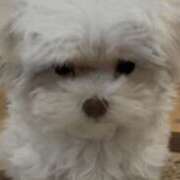 ヒメ日記 2025/07/23 17:34 投稿 北条みき 五十路マダム 岐阜店