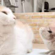 ヒメ日記 2025/08/02 10:48 投稿 北条みき 五十路マダム 岐阜店