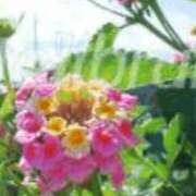 ヒメ日記 2025/08/27 11:42 投稿 北条みき 五十路マダム 岐阜店