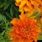 ヒメ日記 2025/08/28 08:30 投稿 北条みき 五十路マダム 岐阜店