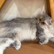 ヒメ日記 2025/09/23 15:50 投稿 北条みき 五十路マダム 岐阜店