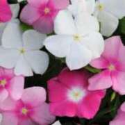 ヒメ日記 2025/12/05 16:12 投稿 北条みき 五十路マダム 岐阜店