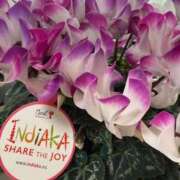 北条みき おはよございます?? 五十路マダム 岐阜店