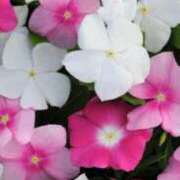 ヒメ日記 2026/02/13 12:42 投稿 北条みき 五十路マダム 岐阜店