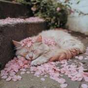 ヒメ日記 2025/09/08 22:05 投稿 清瀬みずき THE痴漢電車.com