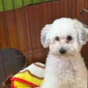 ヒメ日記 2025/09/29 20:23 投稿 清瀬みずき THE痴漢電車.com