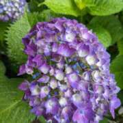 ヒメ日記 2025/05/07 20:12 投稿 緋色【ひいろ】 丸妻 西船橋店