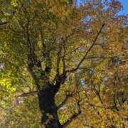 ヒメ日記 2025/11/03 10:49 投稿 緋色【ひいろ】 丸妻 西船橋店