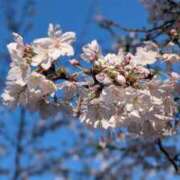 ヒメ日記 2026/04/02 21:19 投稿 緋色【ひいろ】 丸妻 西船橋店