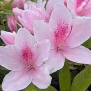 緋色【ひいろ】 一歩ずつ、ちゃんと前へ 丸妻 西船橋店