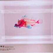 ヒメ日記 2025/04/07 11:48 投稿 千葉(ちば) 八王子人妻城