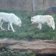 ヒメ日記 2025/04/23 20:03 投稿 千葉(ちば) 八王子人妻城