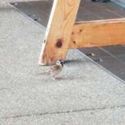 ヒメ日記 2025/05/02 11:33 投稿 千葉(ちば) 八王子人妻城