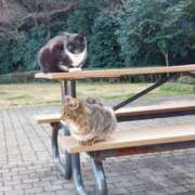 ヒメ日記 2025/05/09 14:33 投稿 千葉(ちば) 八王子人妻城