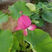 ヒメ日記 2025/06/06 11:48 投稿 千葉(ちば) 八王子人妻城