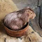 ヒメ日記 2025/06/27 18:27 投稿 千葉(ちば) 八王子人妻城