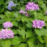 ヒメ日記 2025/07/30 23:42 投稿 千葉(ちば) 八王子人妻城