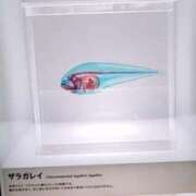 ヒメ日記 2025/08/26 02:12 投稿 千葉(ちば) 八王子人妻城