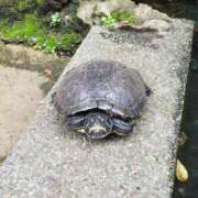 ヒメ日記 2025/11/17 18:33 投稿 千葉(ちば) 八王子人妻城