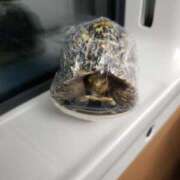 ヒメ日記 2025/11/19 12:48 投稿 千葉(ちば) 八王子人妻城