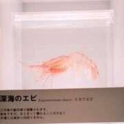 千葉(ちば) シュビドゥビバ 八王子人妻城