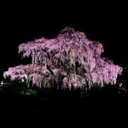 ヒメ日記 2026/03/10 17:33 投稿 千葉(ちば) 八王子人妻城