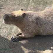 ヒメ日記 2025/08/06 14:34 投稿 せな ごほうびSPA横浜店