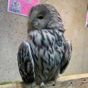 ヒメ日記 2025/08/08 11:44 投稿 せな ごほうびSPA横浜店