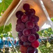 ヒメ日記 2025/09/11 10:04 投稿 せな ごほうびSPA横浜店