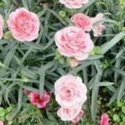 ヒメ日記 2026/03/02 17:04 投稿 せな ごほうびSPA横浜店