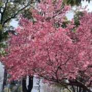 ヒメ日記 2026/03/08 19:14 投稿 せな ごほうびSPA横浜店