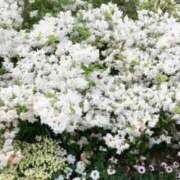 ヒメ日記 2026/03/23 11:14 投稿 せな ごほうびSPA横浜店