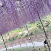 ヒメ日記 2026/04/07 14:44 投稿 せな ごほうびSPA横浜店