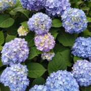 ヒメ日記 2025/07/03 22:56 投稿 遠山 熟女の風俗最終章　鶯谷店