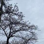 ヒメ日記 2025/04/03 19:35 投稿 豊崎ゆの 人妻家 古河・小山店