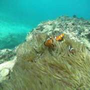 ヒメ日記 2025/06/05 13:12 投稿 しほ MIKADO