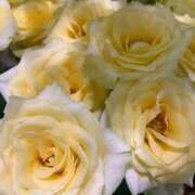 ヒメ日記 2025/09/14 13:45 投稿 さやか 池袋デリヘル倶楽部