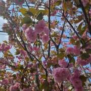 ヒメ日記 2025/04/13 08:17 投稿 かな 西船人妻花壇