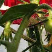 ヒメ日記 2025/05/13 07:51 投稿 かんな(昭和55年生まれ) 熟年カップル名古屋～生電話からの営み～