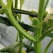 ヒメ日記 2025/06/12 06:37 投稿 かんな(昭和55年生まれ) 熟年カップル名古屋～生電話からの営み～