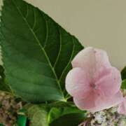 ヒメ日記 2025/06/15 23:00 投稿 かんな(昭和55年生まれ) 熟年カップル名古屋～生電話からの営み～