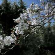 ヒメ日記 2025/04/12 09:42 投稿 Ｒie(りえ) AMATERAS(アマテラス)(福山)